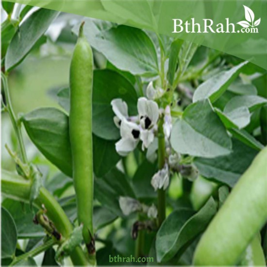 بذور الفول Vicia faba