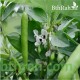 بذور الفول Vicia faba