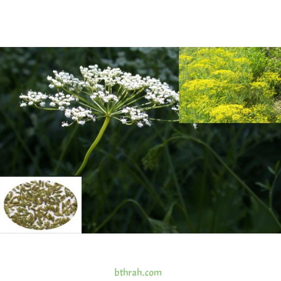 بذور اليانسون Pimpinella anisum بذور اليانسون Pimpinella anisum
