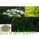 بذور اليانسون Pimpinella anisum بذور اليانسون Pimpinella anisum