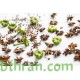 بذور اليانسون Pimpinella anisum بذور اليانسون Pimpinella anisum