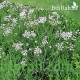 بذور اليانسون Pimpinella anisum بذور اليانسون Pimpinella anisum