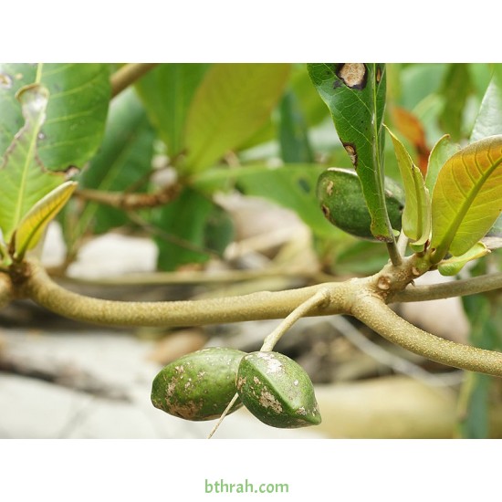 بذور اللوز البحريني Terminalia catappa- أو القضب بذور اللوز البحريني Terminalia catappa- أو القضب