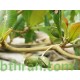 بذور اللوز البحريني Terminalia catappa- أو القضب بذور اللوز البحريني Terminalia catappa- أو القضب