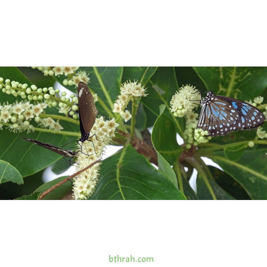 بذور اللوز البحريني Terminalia catappa- أو القضب بذور اللوز البحريني Terminalia catappa- أو القضب