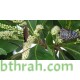 بذور اللوز البحريني Terminalia catappa- أو القضب بذور اللوز البحريني Terminalia catappa- أو القضب