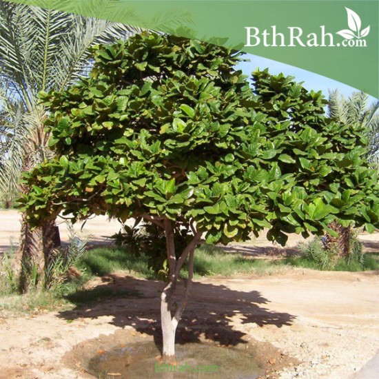 بذور اللوز البحريني Terminalia catappa- أو القضب بذور اللوز البحريني Terminalia catappa- أو القضب