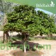 بذور اللوز البحريني Terminalia catappa- أو القضب بذور اللوز البحريني Terminalia catappa- أو القضب