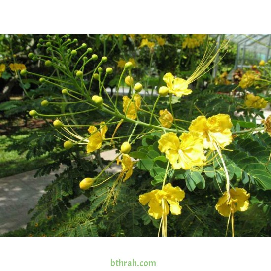 25 بذرة شجيرة سيسالبينيا او شوارب الملك- Caesalpinia pulcherrima 25 بذرة شجيرة سيسالبينيا او شوارب الملك- Caesalpinia pulcherrima