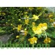 بذور سيسالبينيا أو زهرة الطاووس أصفر Caesalpinia pulcherrima