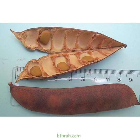 25 بذرة شجيرة سيسالبينيا او شوارب الملك- Caesalpinia pulcherrima 25 بذرة شجيرة سيسالبينيا او شوارب الملك- Caesalpinia pulcherrima