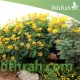 بذور سيسالبينيا أو زهرة الطاووس أصفر Caesalpinia pulcherrima