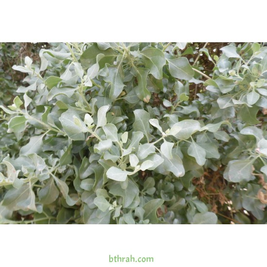 بذور عشبة القطف او الرغل الملحي-Atriplex halimus بذور عشبة القطف او الرغل الملحي-Atriplex halimus