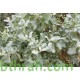 بذور عشبة القطف او الرغل الملحي-Atriplex halimus بذور عشبة القطف او الرغل الملحي-Atriplex halimus