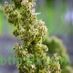 بذور عشبة القطف او الرغل الملحي-Atriplex halimus بذور عشبة القطف او الرغل الملحي-Atriplex halimus