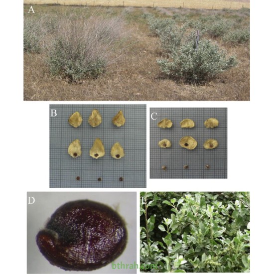 بذور الرغل الملحي Atriplex halimus