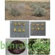 بذور الرغل الملحي Atriplex halimus