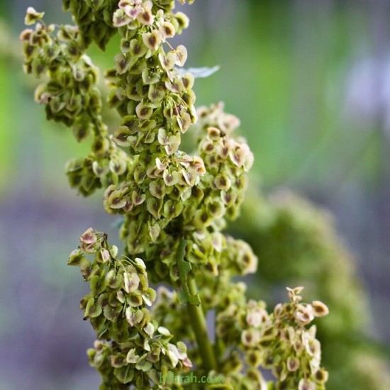 بذور الرغل الملحي Atriplex halimus