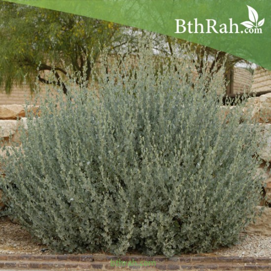 بذور عشبة القطف او الرغل الملحي-Atriplex halimus بذور عشبة القطف او الرغل الملحي-Atriplex halimus