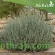 بذور عشبة القطف او الرغل الملحي-Atriplex halimus بذور عشبة القطف او الرغل الملحي-Atriplex halimus