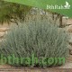 بذور الرغل الملحي Atriplex halimus