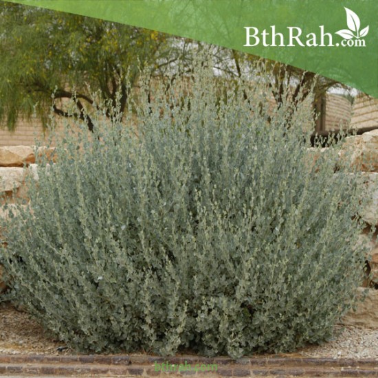 بذور الرغل الملحي Atriplex halimus