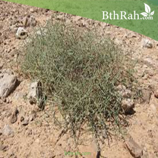 بذور عشبة الطحيان أو الحديدة- Halothamnus bottae بذور عشبة الطحيان أو الحديدة- Halothamnus bottae