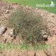 بذور عشبة الطحيان أو الحديدة- Halothamnus bottae بذور عشبة الطحيان أو الحديدة- Halothamnus bottae