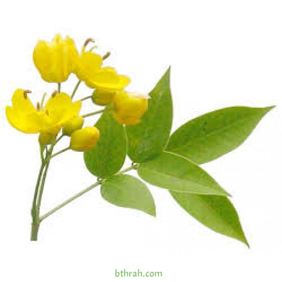 بذور شجرة كاسيا اوكدنتاليس-Senna occidentalis بذور شجرة كاسيا اوكدنتاليس-Senna occidentalis