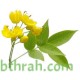 بذور شجرة كاسيا اوكدنتاليس-Senna occidentalis بذور شجرة كاسيا اوكدنتاليس-Senna occidentalis