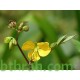 بذور شجرة كاسيا اوكدنتاليس-Senna occidentalis بذور شجرة كاسيا اوكدنتاليس-Senna occidentalis