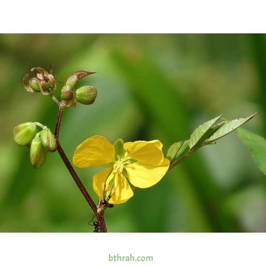 بذور شجرة كاسيا اوكدنتاليس-Senna occidentalis