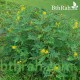 بذور شجرة كاسيا اوكدنتاليس-Senna occidentalis بذور شجرة كاسيا اوكدنتاليس-Senna occidentalis