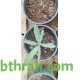 بذور شجرة التابوبيا الصفراء Tabebuia aurea بذور شجرة التابوبيا الصفراء Tabebuia aurea