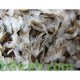 بذور شجرة التابوبيا الصفراء Tabebuia aurea بذور شجرة التابوبيا الصفراء Tabebuia aurea
