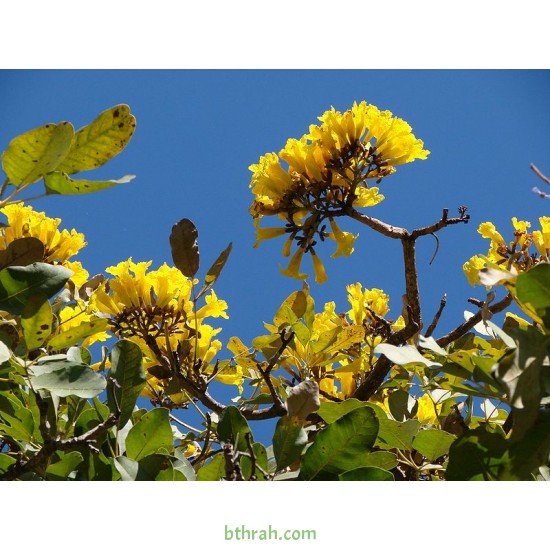 بذور شجرة التابوبيا الصفراء Tabebuia aurea بذور شجرة التابوبيا الصفراء Tabebuia aurea