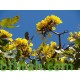 بذور شجرة التابوبيا الصفراء Tabebuia aurea بذور شجرة التابوبيا الصفراء Tabebuia aurea