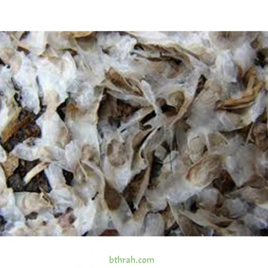 بذور شجرة التابوبيا الصفراء Tabebuia aurea بذور شجرة التابوبيا الصفراء Tabebuia aurea