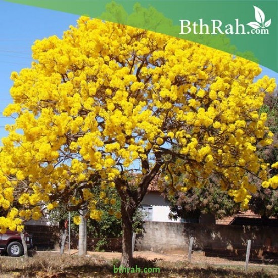 بذور شجرة التابوبيا الصفراء Tabebuia aurea بذور شجرة التابوبيا الصفراء Tabebuia aurea