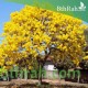 بذور شجرة التابوبيا الصفراء Tabebuia aurea بذور شجرة التابوبيا الصفراء Tabebuia aurea