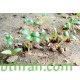 بذور الحلبة-Trigonella foenum-graecum