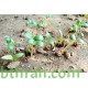 بذور الحلبة-Trigonella foenum-graecum بذور الحلبة-Trigonella foenum-graecum