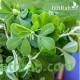 بذور الحلبة-Trigonella foenum-graecum بذور الحلبة-Trigonella foenum-graecum