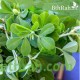 بذور الحلبة-Trigonella foenum-graecum بذور الحلبة-Trigonella foenum-graecum