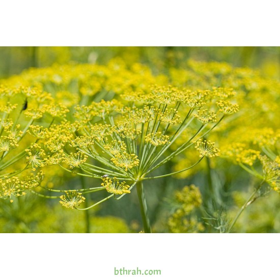 بذور نبات الشمر أو الشمرة-Foeniculum vulgare بذور نبات الشمر أو الشمرة-Foeniculum vulgare