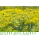 بذور نبات الشمر أو الشمرة-Foeniculum vulgare بذور نبات الشمر أو الشمرة-Foeniculum vulgare