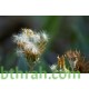 بذور نبات الشمر أو الشمرة-Foeniculum vulgare