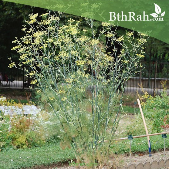 بذور نبات الشمر أو الشمرة-Foeniculum vulgare بذور نبات الشمر أو الشمرة-Foeniculum vulgare