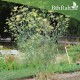 بذور نبات الشمر أو الشمرة-Foeniculum vulgare بذور نبات الشمر أو الشمرة-Foeniculum vulgare