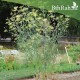 بذور نبات الشمر أو الشمرة-Foeniculum vulgare